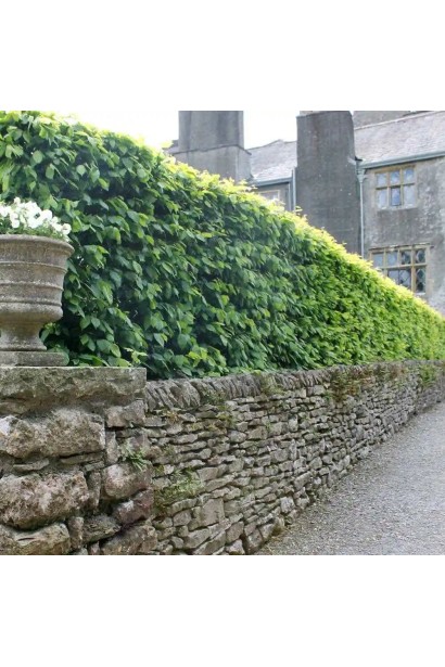 Граб звичайний бордюрна посадка